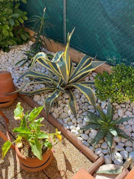 Apartamento Charmant Studio Costebelle Proche Gare, Terrasse Et Parking Gratuit Hyères Exterior foto